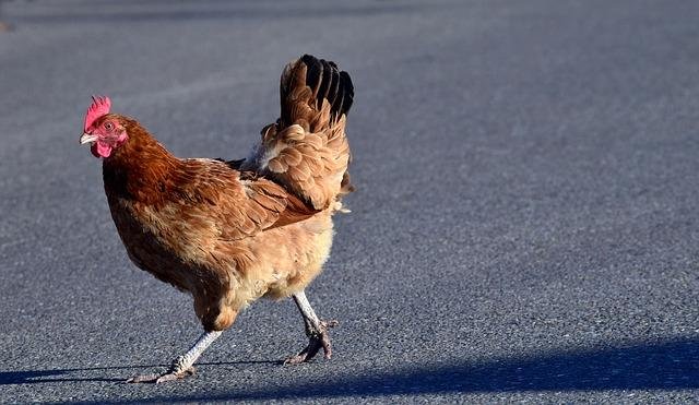 Chicken road jeu - Découvrez le Jeu de Casino Populaire Chicken Road en Ligne en France