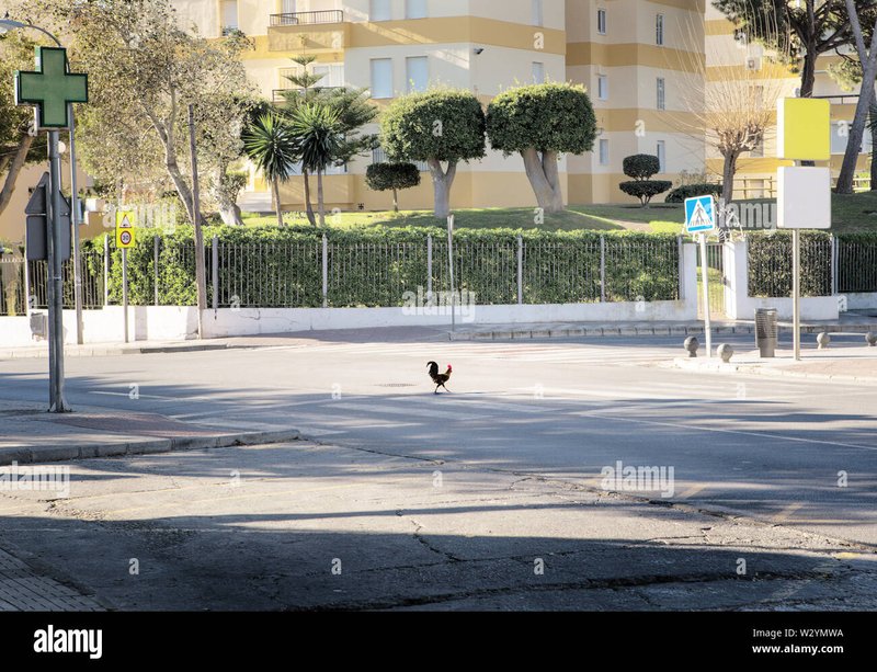 Conoce los Secretos del Juego de Azar Masivo de la Chicken Road, chicken road oficial